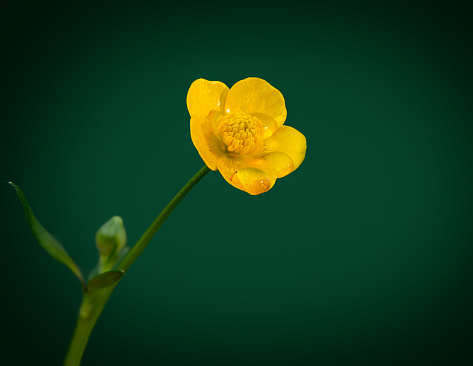 Field of vibrant yellow buttercup flowers