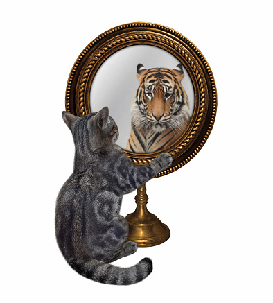 A gray cat looks in a round mirror. He sees a tiger there. White background. Isolated.
