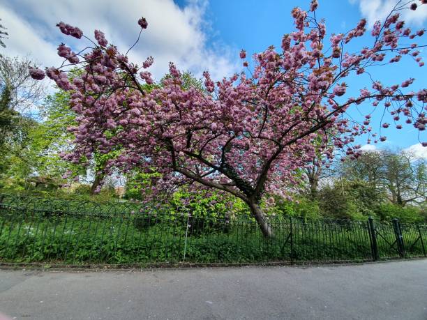 istock Japanese tree in the park 1325375958