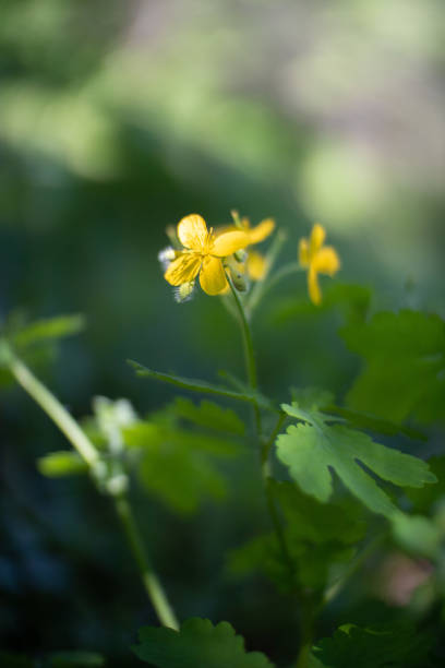 istock Wild flowers on a fresh field background 1325377564