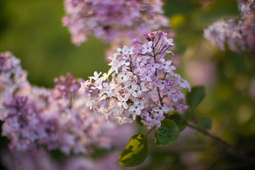 Purple lilac flowers on green background
