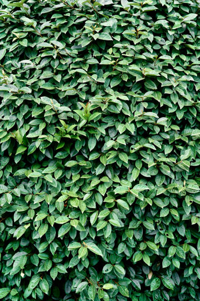 istock Green foliage on a large bush. Close-up 1325377933