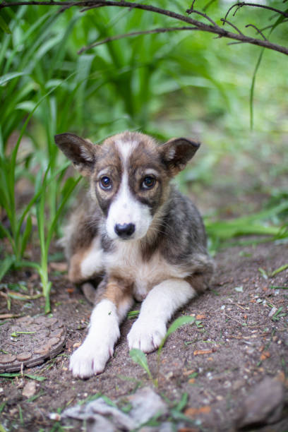 istock Funny little dog smilling 1325377967