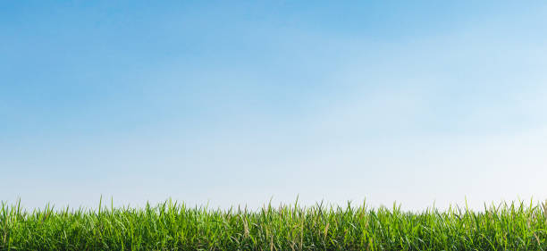 Green Grass And Blue Sky close-up of grass with clear sky background. 3d render grass and sky stock pictures, royalty-free photos & images