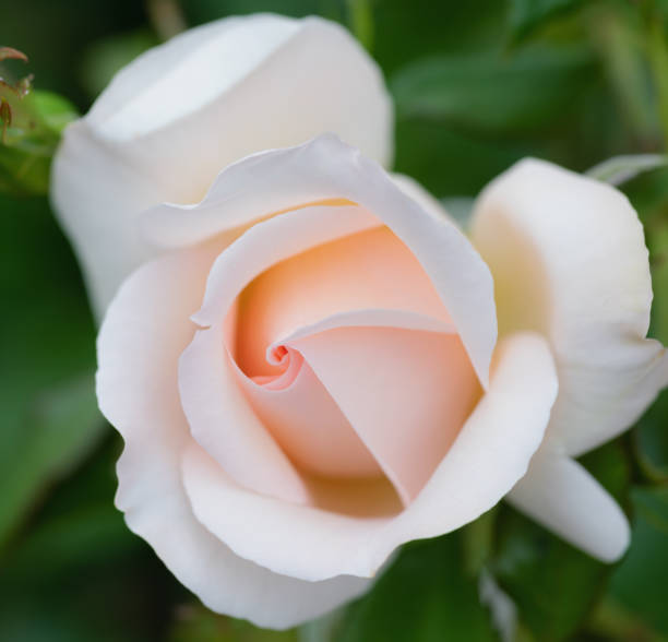 istock Pale Pink Rose In Close Up 1325379874