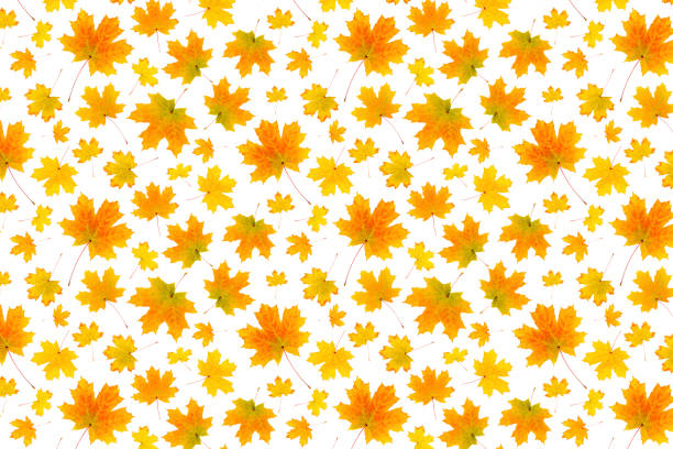 Pattern of natural orange autumn leaves on a white background, as a backdrop or texture. Fall wallpaper for your design. Top view Flat lay