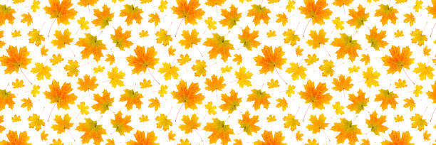 istock Banner made with natural orange autumn leaves on a white background, as a backdrop or texture. Fall wallpaper for your design. Top view Flat lay 1325380232