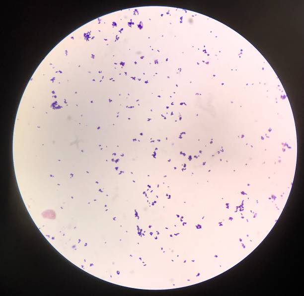 istock Bacteria cells in gram stain. 1325381313