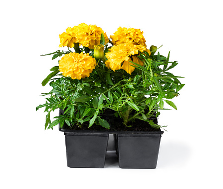 Yellow  dwarf marigold plant in recyclable plastic pot isolated on white. Ready for planting
