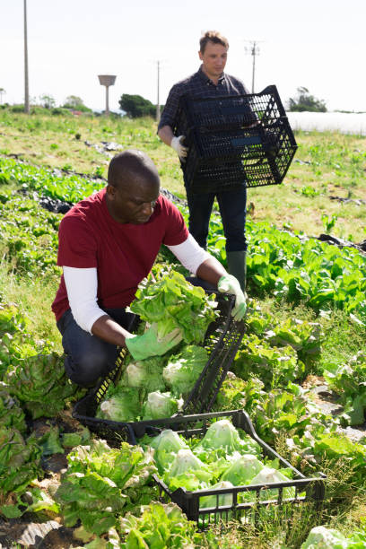 istock Men gardeners during harvesting of fresh cabbage on fields 1325383183