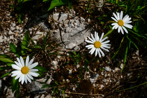 three white flowers in the mountains while hiking in the summer