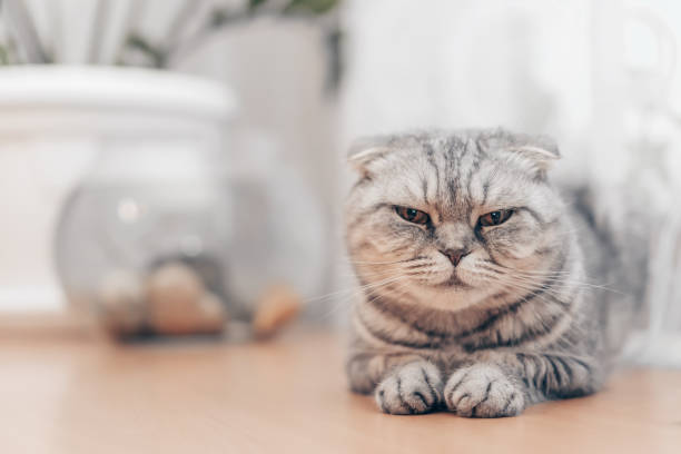 istock Beautiful grey Scottish fold cat sits on a table close-up with copy space, in the background a houseplant and an aquarium with fish 1325386952