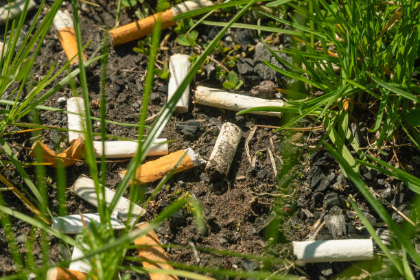 primer plano de una gran cantidad de colillas de cigarrillos desechadas en la hierba. colillas de cigarrillos en el suelo. protección del medio ambiente. contaminación de la naturaleza. - colilla fotografías e imágenes de stock