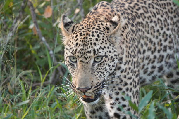 istock 1 SOUTH AFRICA 1325387231