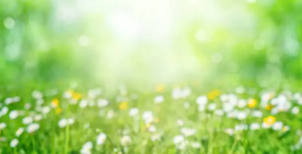 Meadow with grass and flowers in soft focus. Background for summer, nature, ecology and environmental conservation concept.