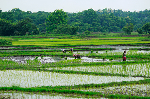 En el fangoso de las mujeres indias que siembran el brote de arroz en el campo photo