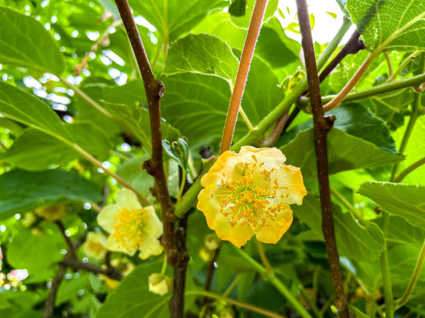 istock Kiwi blossom on a kiwi tree in early summer 1325387381