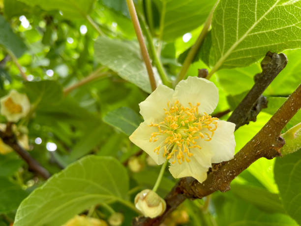 istock yellow flowers of a kiwi tree 1325387382