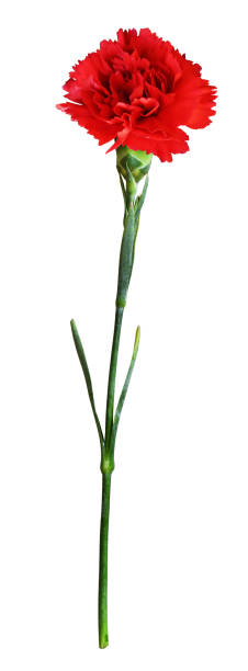 istock Red carnation flower isolated 1325388637