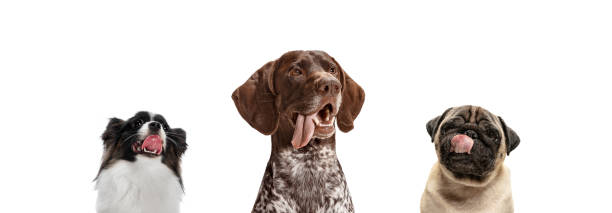 istock Collage of three funny dogs different breeds posing isolated over white studio background. 1325388950