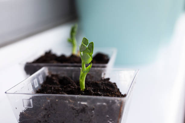 istock Seedlings grow from arid soil when the morning sun shines 1325389681