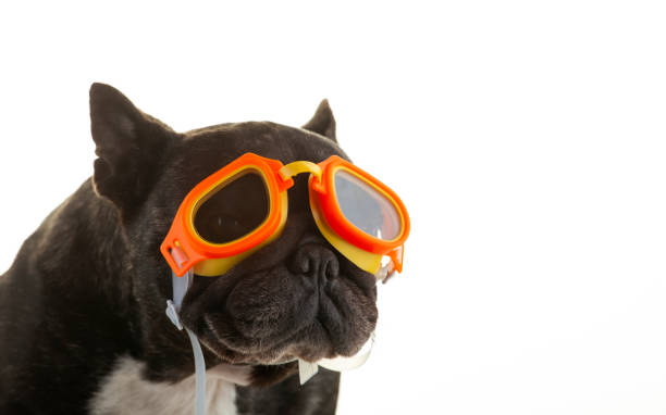 istock image of dog white background 1325391097