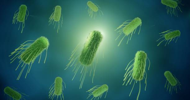 Salmonella bacteria Salmonella is a pathogenic bacterium cousing food poisoning. bacillus subtilis photos stock pictures, royalty-free photos & images