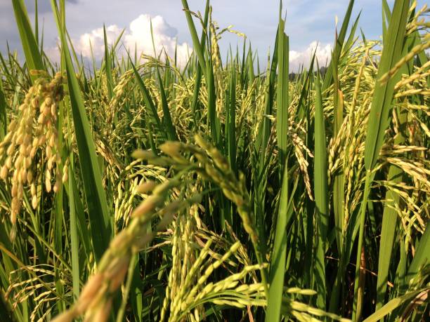 istock rice fields in indonesian village 1325392825