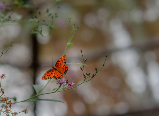 Gulf fritillary bright orange butterfly