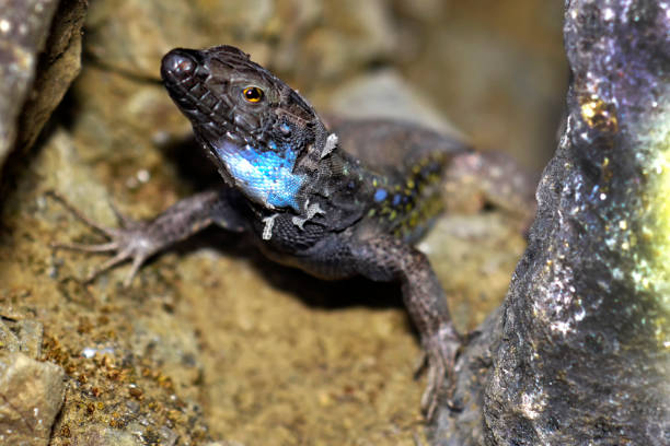 istock La Palma lizard, Sizeable lizard, Caldera de Taburiente National Park, Canary Islands, Spain 1325393570