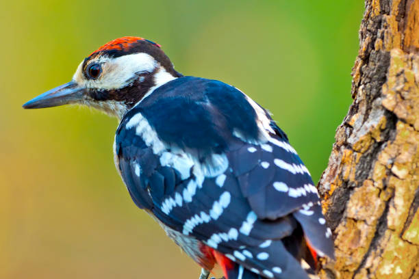 istock Great Spotted Woodpecker, Mediterranean Forest, Spain 1325393583
