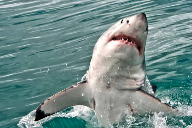 istock Great White Shark, Gansbaai, Western Cape, South Africa 1325393595