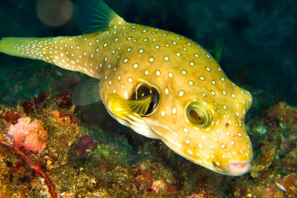 Photo of Stars-and-Stripes Pufferfish, Lembeh, North Sulawesi, Indonesia