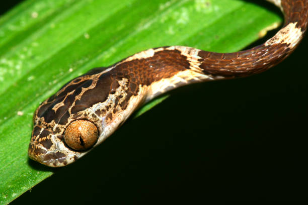istock Blunthead Tree Snake, Napo River Basin, Amazonia, Ecuador