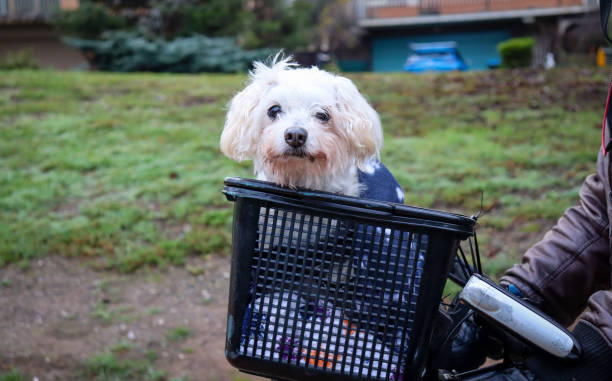 istock small white dog travelling in a bicycle basket 1325393767