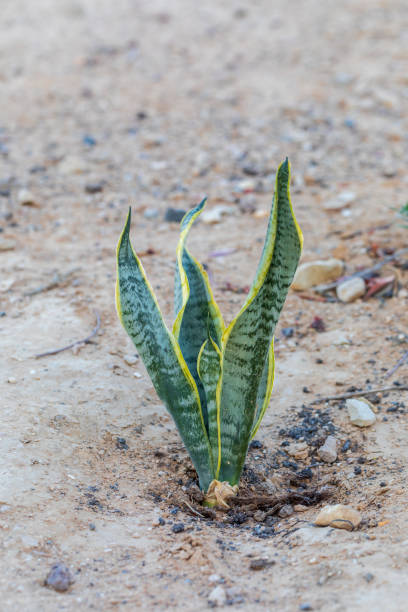 istock Single plant of sansevieria at morning desert 1325393787
