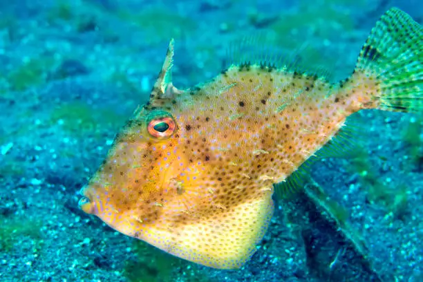 Filefsh, Fan-belly Leatherjacket, Monacanthus chinensis, Lembeh, North Sulawesi, Indonesia, Asia