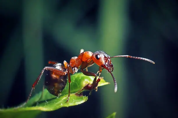 Photo of Formica Polyctena European Red Wood Ant Insect