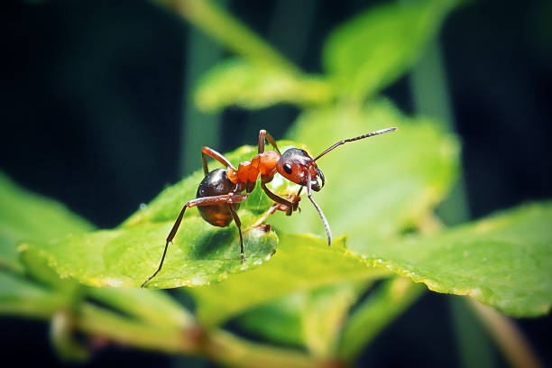 formica polyctena insecto hormiga de madera roja europea - hormiga fotografías e imágenes de stock