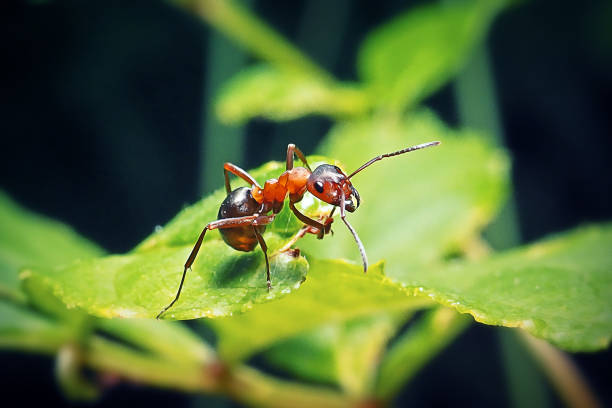 formica polyctena european red wood ant insect - mier stockfoto's en -beelden