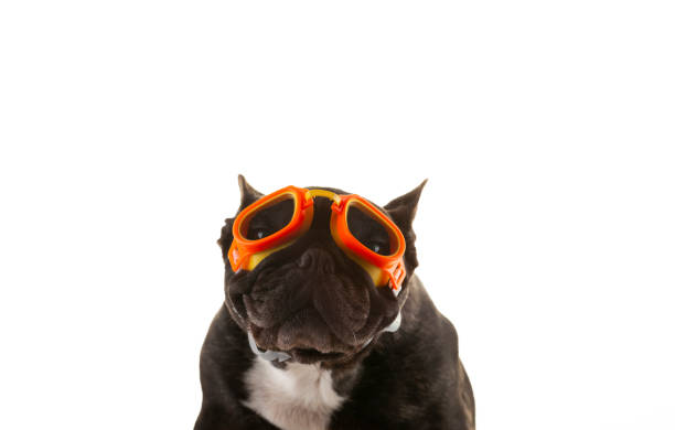 istock image of dog white background 1325395734