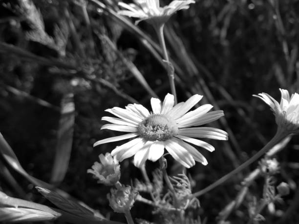 istock Matricaria chamomilla (synonym: Matricaria recutita), commonly known as chamomile (also spelled camomile), German chamomile, Hungarian chamomile (kamilla), wild chamomile 1325395900