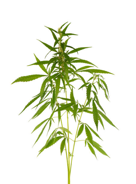 istock Marijuana plant isolated on white background. Hemp leaf close up. Cannabis green leaf. 1325395907