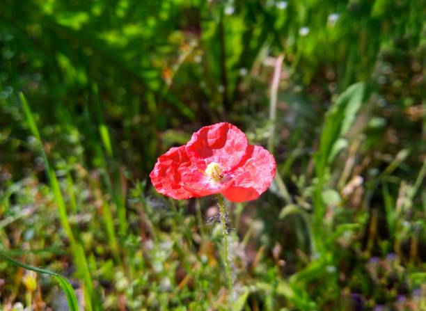 flor de amapola en el campo en el verano. campo verde. fotografía de naturaleza. rayos de sol, luz solar, colores brillantes. fondo de escritorio. diseño web. fondo de escritorio floral y backgrround. papaver rhoeas - flower red poppy sky fotografías e imágenes de stock