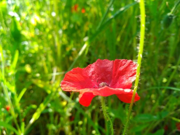 flor de amapola en el campo en el verano. campo verde. fotografía de naturaleza. rayos de sol, luz solar, colores brillantes. fondo de escritorio. diseño web. fondo de escritorio floral y backgrround. papaver rhoeas - flower red poppy sky fotografías e imágenes de stock