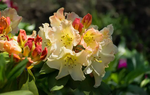Blooming Rhododendron yakushimanum 'Golden Torch' shrub. Ornamental evergreen shrub with beautiful light cream flowers. Rhododendron decorate flower beds of Sochi Adler resort. Place for text