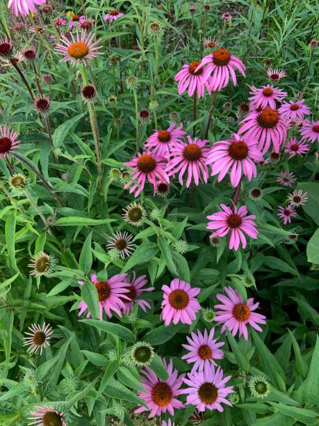 istock Coneflower Echinacea Flower Garden 1325396461