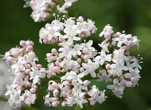 macro of very small flowers blossomed in spring