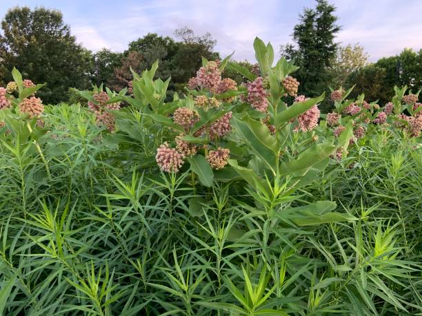 mungitura comune nel giardino estivo - invasive plant foto e immagini stock