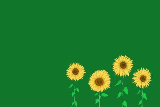 illustrations, cliparts, dessins animés et icônes de croquis dessin fleur jaune de tournesol fleurissant sur fond vert - yellow background square macro rough
